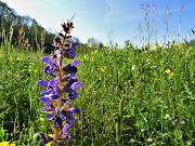 16 Salvia pratensis (Salvia dei prati)